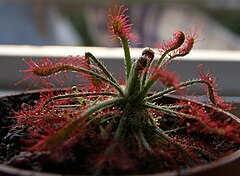 Description de l'image Drosera neocaledonica Darwiniana.jpg.