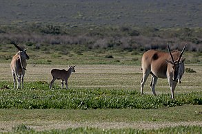 Common eland, with a calf