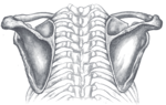Thorax seen from behind.