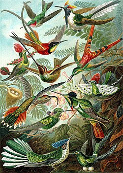 The 99th plate illustration from Ernst Haeckel's Kunstformen der Natur (1904), showing a variety of hummingbirds.