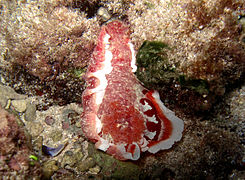 Hexabranchus lacer