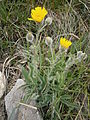 Hieracium villosum