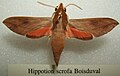 Hippotion scrofa