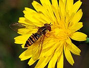 Episyrphus balteatus збирає нектар з H. lachenalii