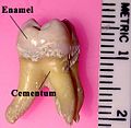A labeled maxillary molar