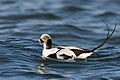 Long-tailed Duck (male) Clangula hyemalis havlit And