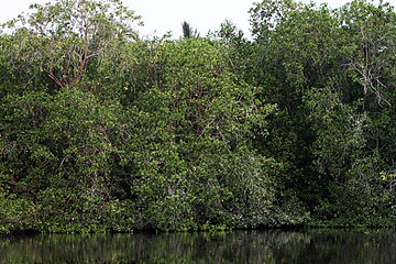 White mangroves are found even further upland