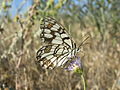 Melanargia ines