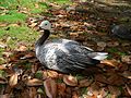 An Emperor Goose (Anser canagicus) lying on a bed of magnolia leaves close to the lake in Parc Montsouris.