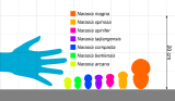 Size comparison of all species