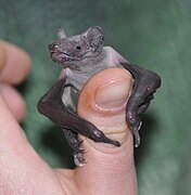 Großer Abendsegler (Jungtier) (Nyctalus noctula)