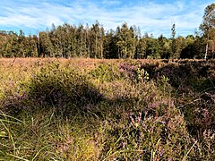 Ohligser Heide in Herbstfarben