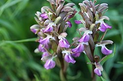 Orchis saccata from Israel