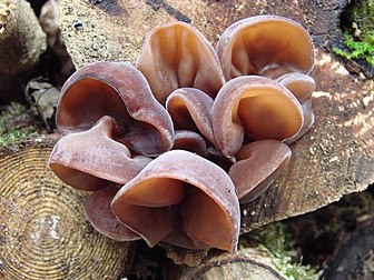 Jeunes sporophores d'oreille de Judas (Auricularia auricula-judae). (définition réelle 3 072 × 2 304)