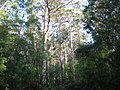 Karri forest around Pemberton