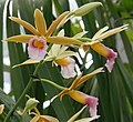 Flowers of Phaius tankervilleae