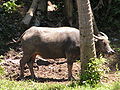 Philippine carabao (Bubalus bubalis;kalabaw in Tagalog; kabaw in Visayan languages)