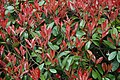 Red Tip Photinia (Photinia x fraseri) popular for red color of its new growths
