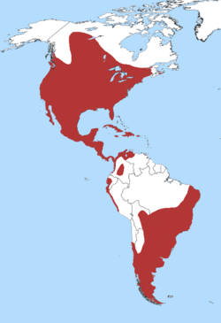 Distribución do mergullón bicogroso