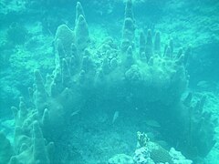 A large colony at Marker 32 reef in the Florida Keys, June 2010