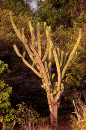 Pilosocereus catingicola