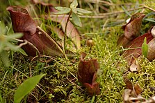 Carnivorous plant getting ready to bloom found in Minnesota at Lake Bemidji State Park.