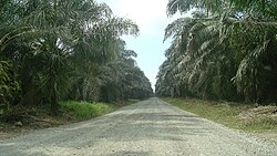 African palm plantations in Parrita