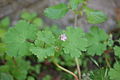 Une autre plante en floraison (fleurs violettes)