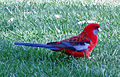 Perruche de Pennant (Platycercus elegans) à l'Australian National Botanic Gardens, Canberra (Australie)