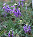 Plectranthus ornatus