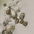 Pollen grains of Gardenia gummifera