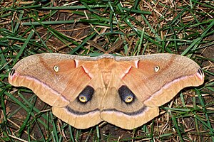 Antheraea polyphemus