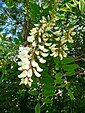 Fleurs de Robinier faux-acacia.