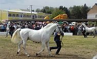 Lipicanci na ocjenjivanju Sajam Slavonski Brod 2013.