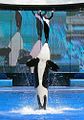 Performer and orca at Orlando SeaWorld.