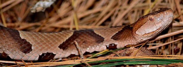 Eastern copperhead (Agkistrodon contortrix) from Georgetown Co., South Carolina (23 August 2013).