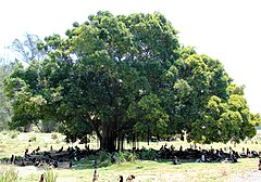 A tree in Midway Atoll