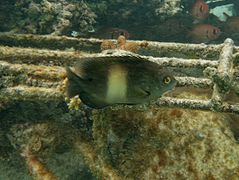 Un grégoire noir (Stegastes nigricans)