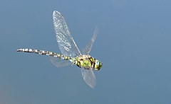 In flight