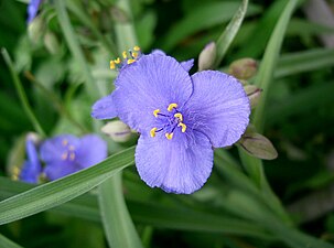 Tradescantia ohiensis