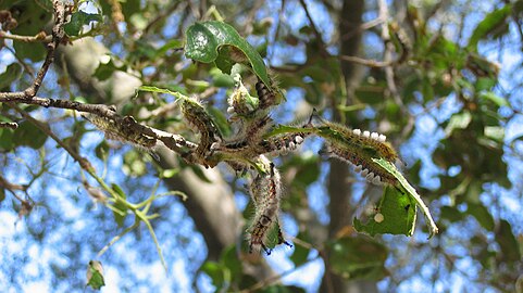 Tussock larva on coast live oak