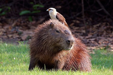 Capybara, by Charlesjsharp