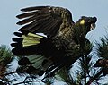 Yelltowtail black cockatoo