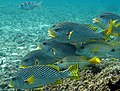 shoal of Plectorhinchus lineatus in Raja Ampat, 2010