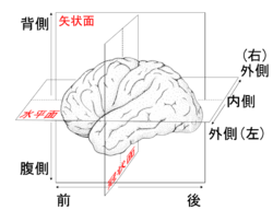 ヒト大脳における方向と平面。