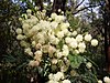 Acacia_parramattensis in flower, Jannali