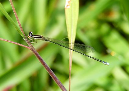 Aciagrion occidentale female (sub-adult)