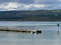 Goelands à Emu Point, banlieue d'Albany.