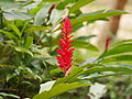 Red ginger flower; Malaysia.