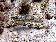 Un gobie à demi-bandes (Amblygobius albimaculatus)